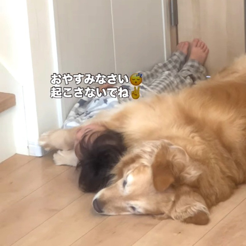 4歳児＆ゴールデンの添い寝、幸せなモーニングルーティンが反則級の可愛さ「最高級の腕枕と抱き枕」「シンデレラフィット」